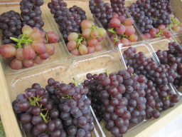 asa20120701059.JPG