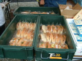 20040404047.jpg