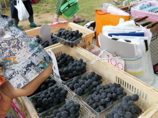 asa20160904-140.JPG